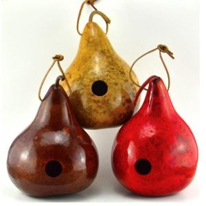 Kırlangıç yuvası su kabağı tohumu martin house gourd