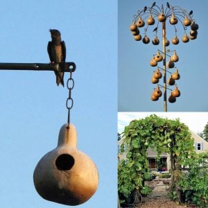 Kırlangıç yuvası su kabağı tohumu martin house gourd