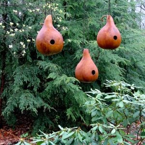 Kırlangıç yuvası su kabağı tohumu martin house gourd