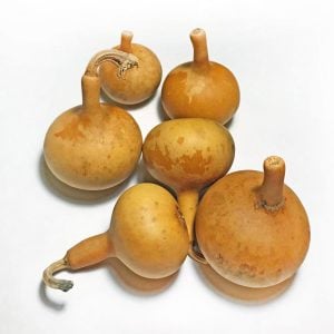 Kırlangıç yuvası su kabağı tohumu martin house gourd