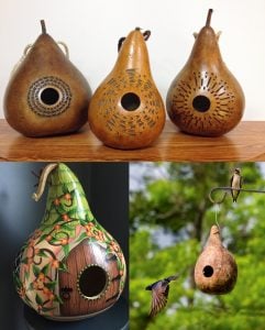Kırlangıç yuvası su kabağı tohumu martin house gourd
