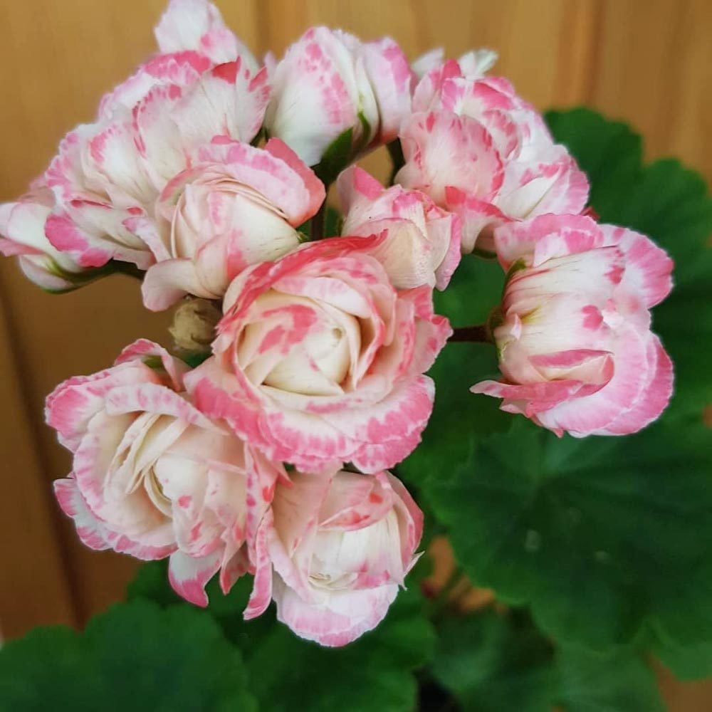 Appleblossom gül sardunya fidesi koleksiyon serisi