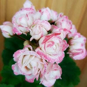 Denise appleblossom gül sardunya fidesi koleksiyon serisi