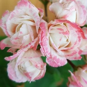 Appleblossom gül sardunya fidesi koleksiyon serisi