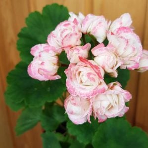 Appleblossom gül sardunya saksıda koleksiyon serisi
