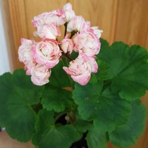 Appleblossom gül sardunya saksıda koleksiyon serisi