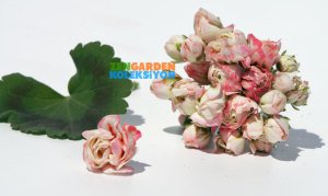 Appleblossom gül sardunya saksıda koleksiyon serisi