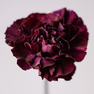 Grenadin King of Black Karanfil tohumu  - carnation Dianthus caryophyllus