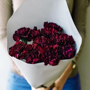 Grenadin King of Black Karanfil tohumu  - carnation Dianthus caryophyllus