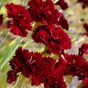 Grenadin King of Black Karanfil tohumu  - carnation Dianthus caryophyllus