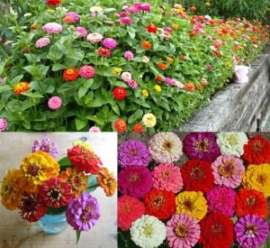 Zinnia tohumu pumila cut & come again kesme çiçek