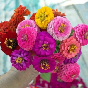 Zinnia tohumu pumila cut & come again kesme çiçek