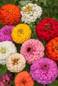 Zinnia tohumu pumila cut & come again kesme çiçek