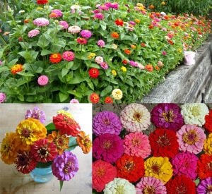 Zinnia tohumu pumila cut & come again kesme çiçek