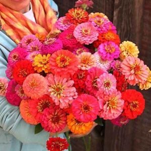 Zinnia tohumu pumila cut & come again kesme çiçek