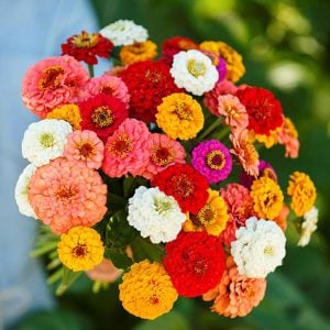 Zinnia tohumu pumila cut & come again kesme çiçek