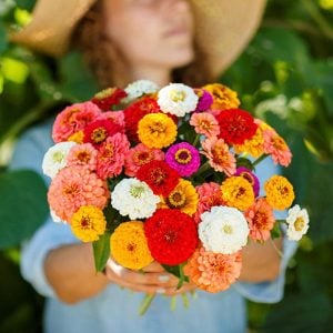 Zinnia tohumu pumila cut & come again kesme çiçek