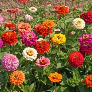 Zinnia tohumu pumila cut & come again kesme çiçek