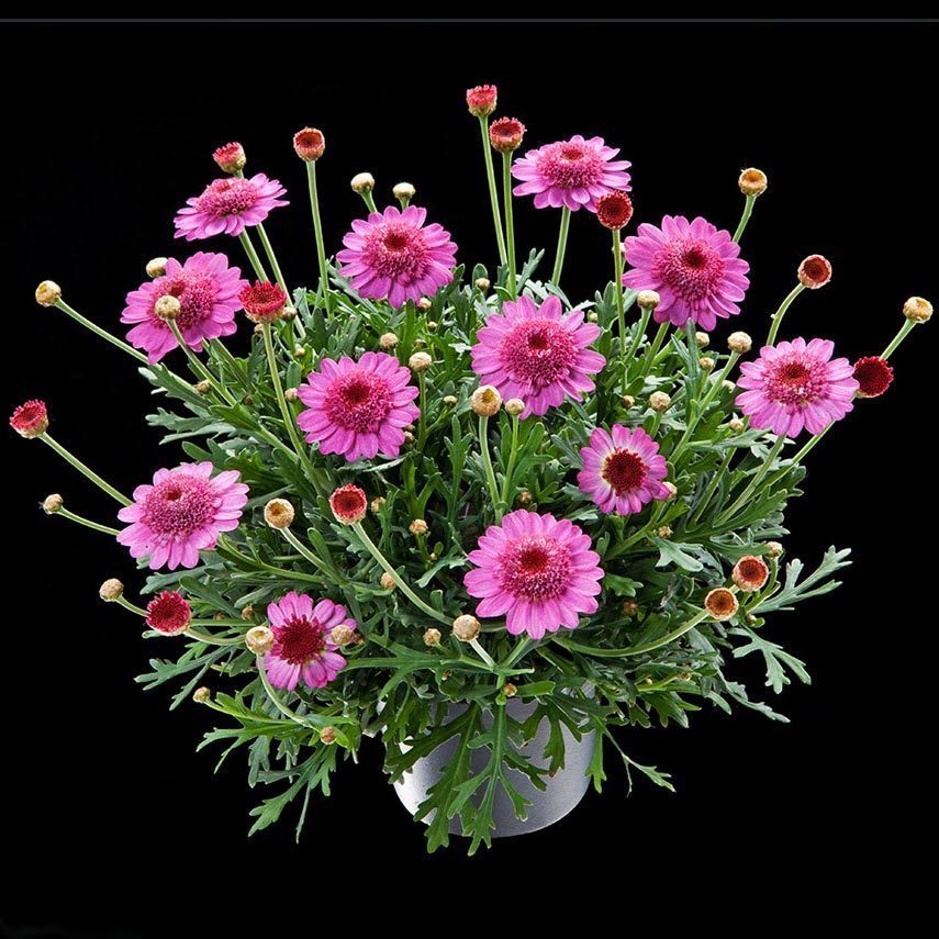 Katlı pembe çeşme papatyası fidesi argyranthemum dark pink 7 yada 9 cm saksıda