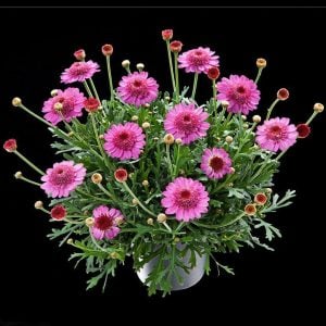 Katlı pembe çeşme papatyası fidesi argyranthemum dark pink 7 yada 9 cm saksıda