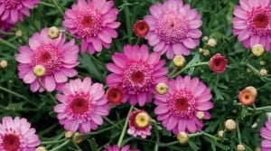 Katlı pembe çeşme papatyası fidesi argyranthemum dark pink 7 yada 9 cm saksıda