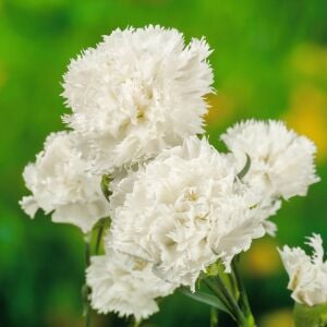Jeanne Dionis Karanfil tohumu  - carnation Dianthus caryophyllus