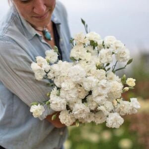 Jeanne Dionis Karanfil tohumu  - carnation Dianthus caryophyllus
