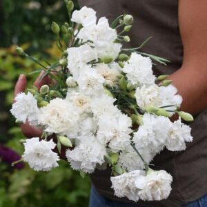 Jeanne Dionis Karanfil tohumu  - carnation Dianthus caryophyllus