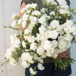 Jeanne Dionis Karanfil tohumu  - carnation Dianthus caryophyllus