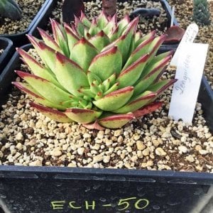 Echeveria agavoides lipstick sukulent