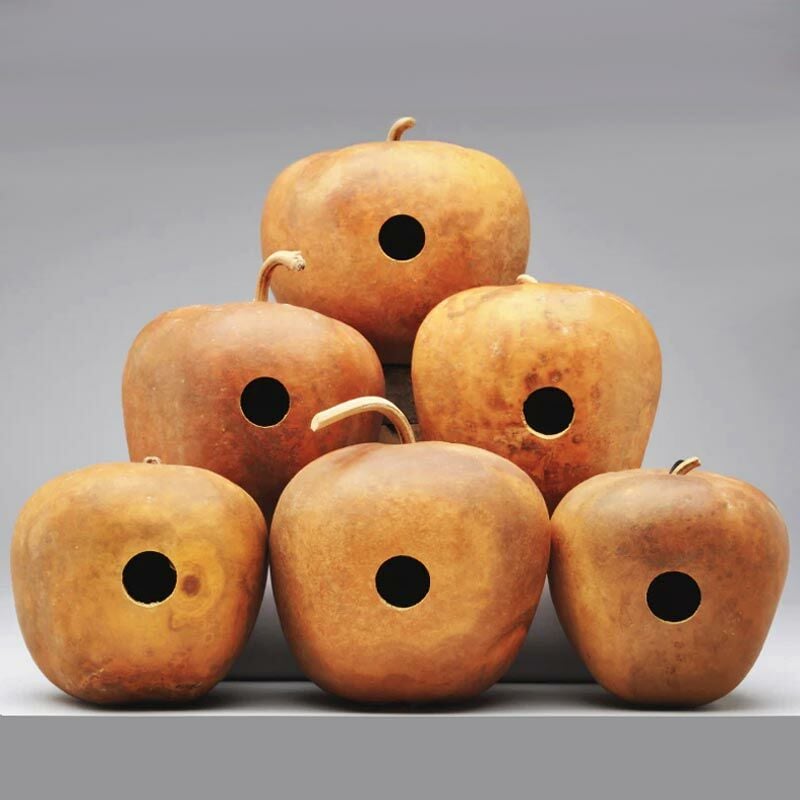 Elma şeklinde sukabağı tohumu big apple gourd seeds