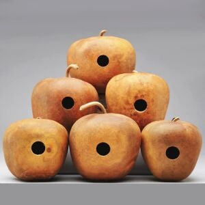 Elma şeklinde sukabağı tohumu big apple gourd seeds