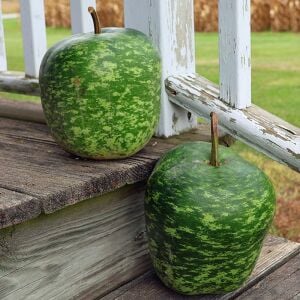 Elma şeklinde sukabağı tohumu big apple gourd seeds