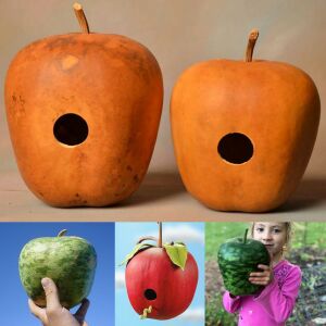 Elma şeklinde sukabağı tohumu big apple gourd seeds