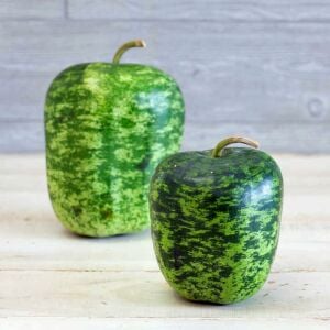 Elma şeklinde sukabağı tohumu big apple gourd seeds
