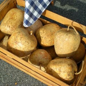 Elma şeklinde sukabağı tohumu big apple gourd seeds