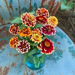 Zinya tohumu zinnia jazzy mix