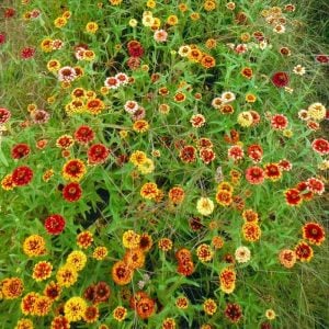 Zinya tohumu zinnia jazzy mix