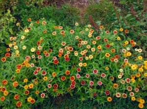 Zinya tohumu zinnia jazzy mix