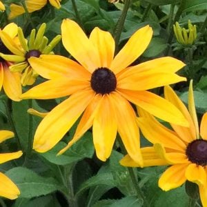 Rudbekya güneş şapkası tohumu indian summer mix