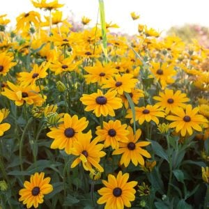 Rudbekya güneş şapkası tohumu indian summer mix