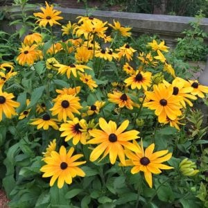 Rudbekya güneş şapkası tohumu indian summer mix