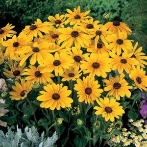 Rudbekya güneş şapkası tohumu indian summer mix