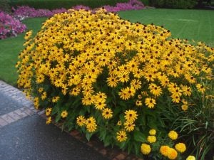 Rudbekya güneş şapkası tohumu indian summer mix