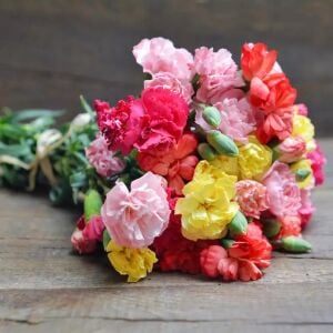 Grenadin Katlı Karanfil tohumu karışımı - carnation grenadin double mix Dianthus caryophyllus