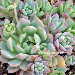 Echeveria profilicea sukulent bitki