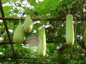 Kalabash sukabağı tohumu calabash testi yapımında kurutularak kullanılır