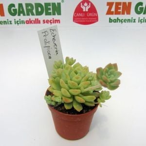 Echeveria profilicea sukulent bitki