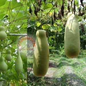 Kalabash sukabağı tohumu calabash testi yapımında kurutularak kullanılır