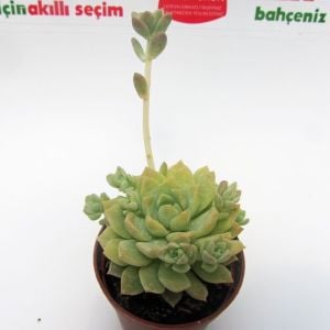 Echeveria profilicea sukulent bitki